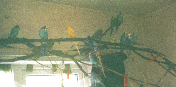 BREEDING BUDGIES INDOORS